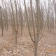 八棱海棠樹圖