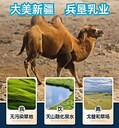 新疆OEM駝奶粉代加工貼牌原料廠家貨源工廠