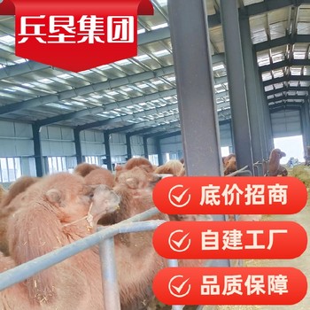 伊犁代加工純駝奶粉招商