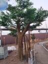 惠城區(qū)水泥仿假樹精雕細琢