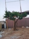順昌縣水泥仿假樹精雕細(xì)琢