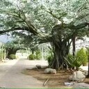 陽新縣水泥仿假樹廠家直塑