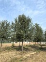 四川綿陽杜梨小苗杜梨樹苗基地,杜梨