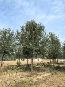 江蘇南京12公分杜梨種植基地,杜梨