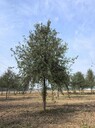 天津濱海新區杜梨小苗杜梨種植基地,杜梨