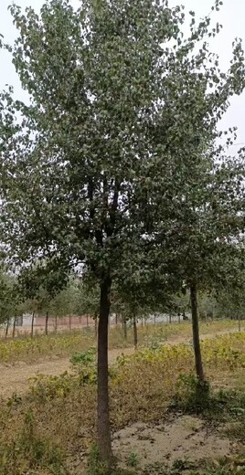 新疆烏魯木齊15公分杜梨種植基地,杜梨