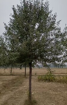 內(nèi)蒙古呼倫貝爾12公分杜梨種植基地,杜梨