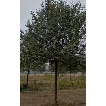 河北承德15公分杜梨種植基地,杜梨