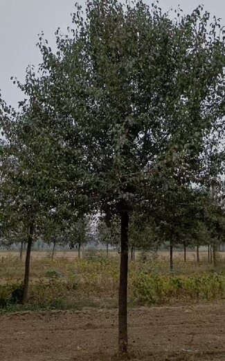 內(nèi)蒙古呼和浩特杜梨小苗杜梨種植基地,杜梨