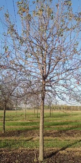 江蘇無錫12公分杜梨種植基地,杜梨