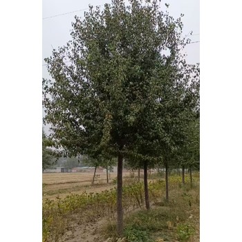 河北承德15公分杜梨種植基地,杜梨
