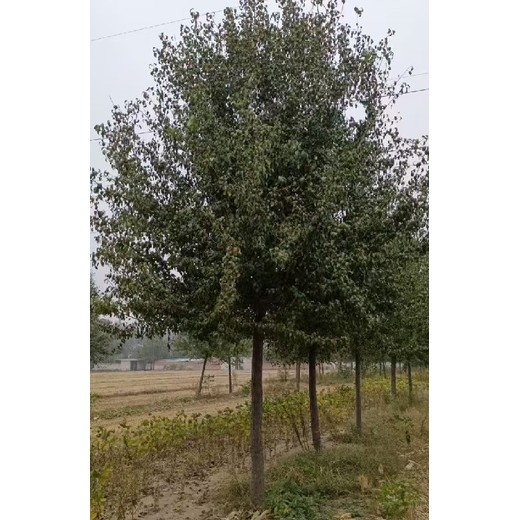 山東菏澤杜梨樹杜梨種植基地,杜梨