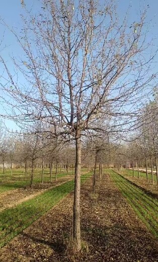 山东泰安杜梨小苗杜梨种植基地,杜梨