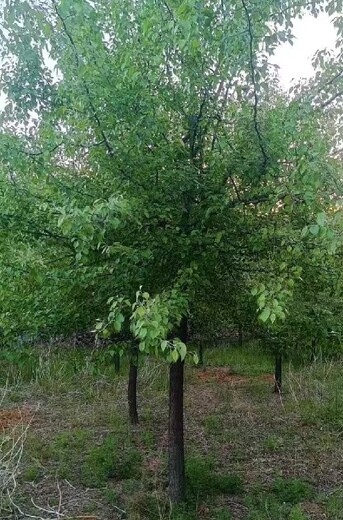 辽宁抚顺杜梨树杜梨种植基地,杜梨