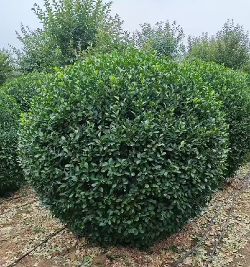 新疆喀什造型元寶楓造型五角楓種植基地造型五角楓