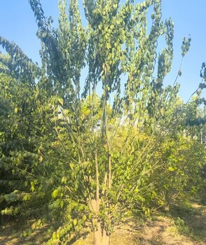 甘肅白銀10公分絲棉木華北衛(wèi)矛種植基地,華北衛(wèi)矛種植基地