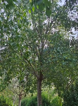 甘肅白銀10公分絲棉木華北衛(wèi)矛種植基地,華北衛(wèi)矛種植基地
