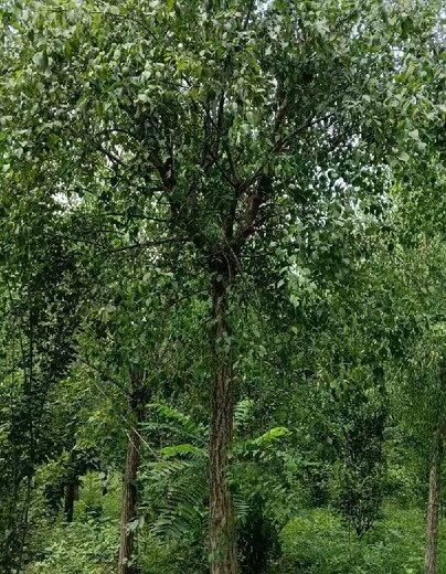 吉林白山10公分絲棉木華北衛矛種植基地,華北衛矛種植基地