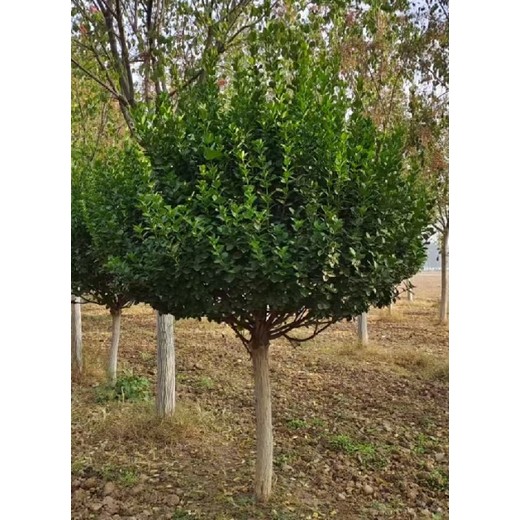 陜西漢中10公分絲棉木華北衛(wèi)矛種植基地,華北衛(wèi)矛種植基地