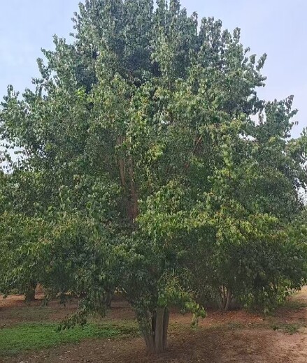 陕西榆林10公分丝棉木华北卫矛种植基地,华北卫矛种植基地