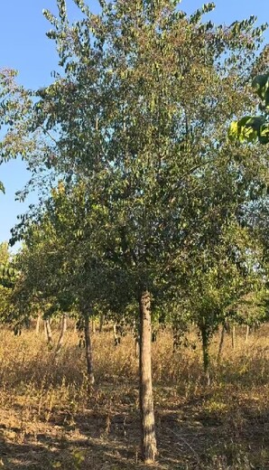 甘肅平?jīng)?0公分絲棉木華北衛(wèi)矛種植基地,華北衛(wèi)矛種植基地