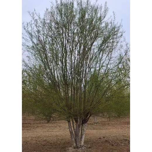 山東菏澤10公分絲棉木華北衛(wèi)矛種植基地,10公分絲棉木