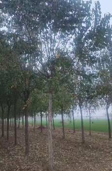 河南鄭州10公分絲棉木華北衛(wèi)矛種植基地,10公分絲棉木