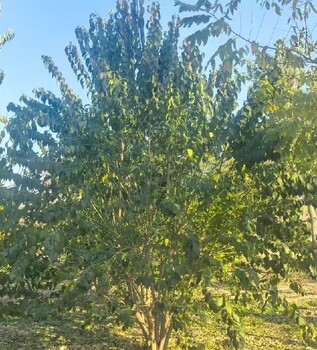 甘肅白銀10公分絲棉木華北衛(wèi)矛種植基地,華北衛(wèi)矛種植基地
