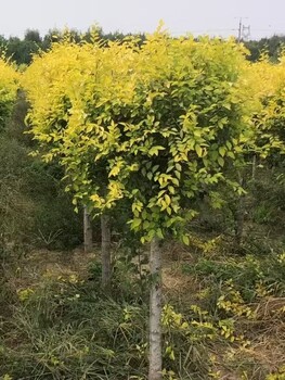 天津蓟县造型元宝枫造型五角枫种植基地造型五角枫