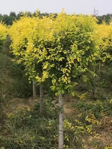 陕西安康造型元宝枫造型五角枫种植基地造型五角枫