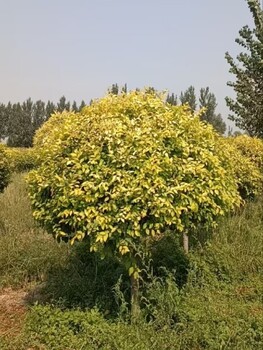 天津西青4公分矮杆金叶榆种植基地,金叶榆种植基地