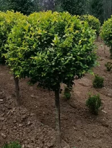 山西大同造型元寶楓造型五角楓種植基地造型五角楓