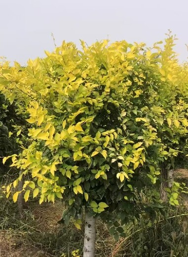 云南昆明18公分造型五角楓種植基地造型五角楓