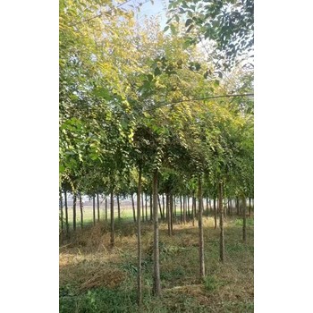 北京順義5公分矮桿金葉榆種植基地,金葉榆種植基地
