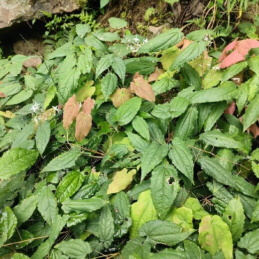 陕西宝鸡金果榄苗价格地苦胆苗