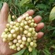 金果欖苗公司圖