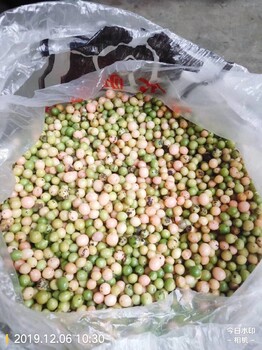 重慶黔江購買金果欖苗