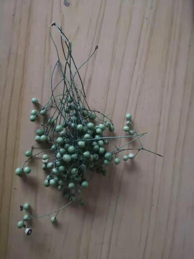 重慶綦江金果欖苗批發地苦膽苗