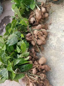 重慶彭水銷售金果欖苗地苦膽苗