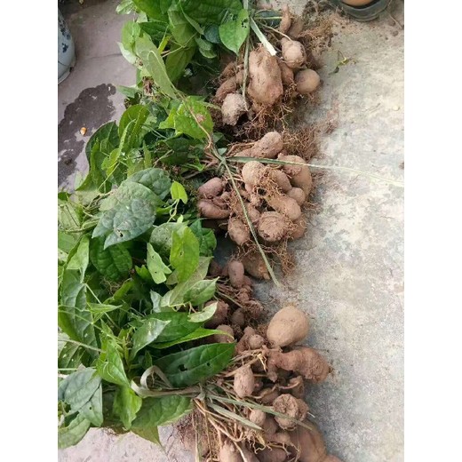 貴州黔西南金果欖苗公司地苦膽苗