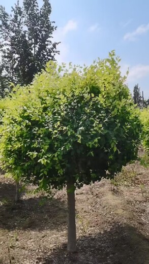 辽宁盘锦5公分矮杆金叶榆种植基地,金叶榆种植基地