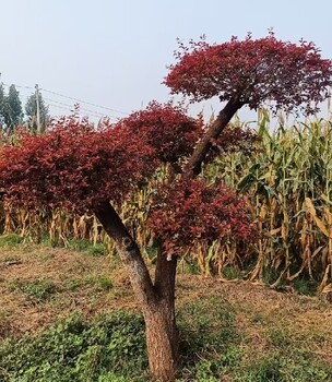 贵州安顺18公分造型五角枫种植基地造型五角枫