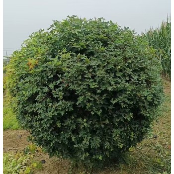 新疆石河子18公分造型五角楓種植基地造型五角楓