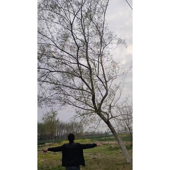 青海海北造型元寶楓造型五角楓種植基地造型五角楓
