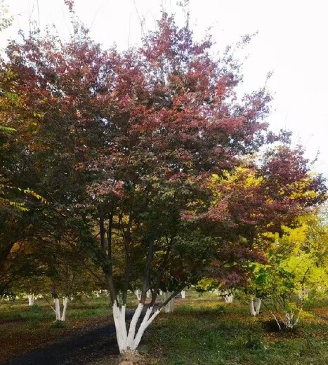 重庆北碚造型元宝枫造型五角枫种植基地造型五角枫