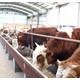 泰安評估養牛場圖
