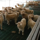 山羊養殖場價值評估圖