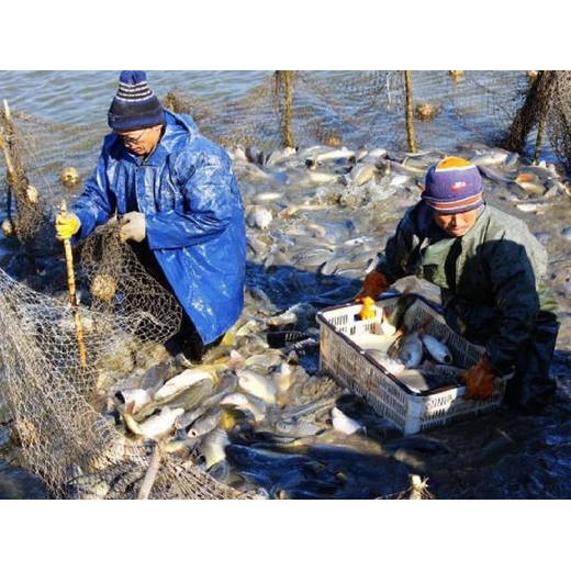 水產魚塘價值評估,拆遷魚塘價值評估公司