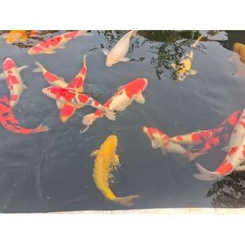 嘉興花園錦鯉魚池過濾系統(tǒng)設(shè)計(jì)