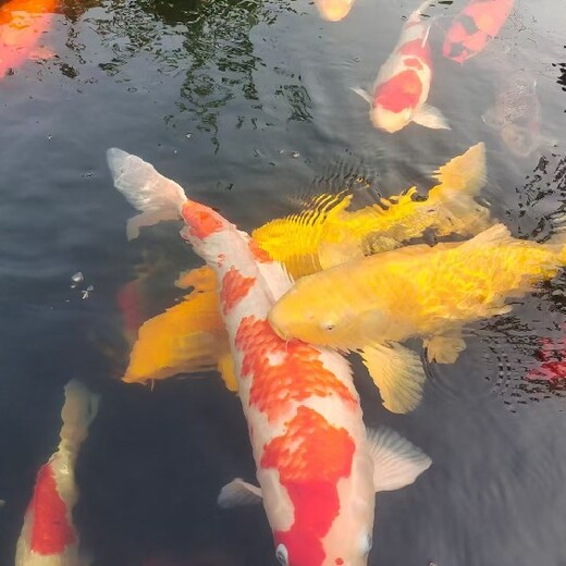 金華數(shù)字水簾租賃